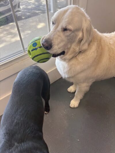 The Dognasium Doggy Daycare - Lexington, KY