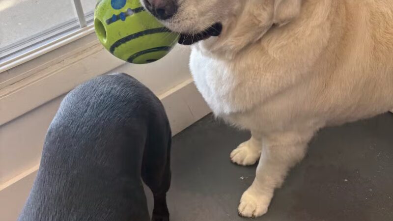 The Dognasium Doggy Daycare - Lexington, KY