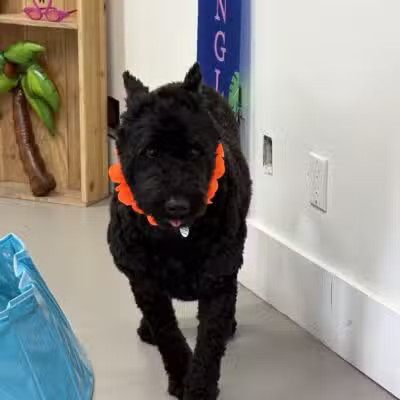 The Dognasium Doggy Daycare - Lexington, KY