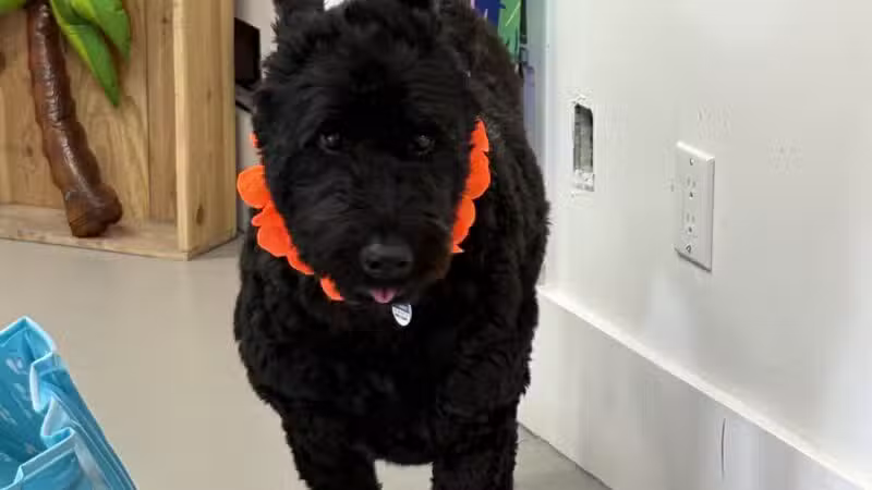 The Dognasium Doggy Daycare - Lexington, KY