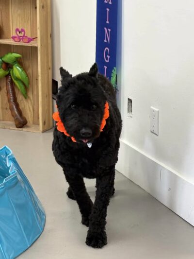 The Dognasium Doggy Daycare - Lexington, KY