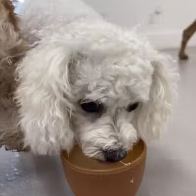 The Dognasium Doggy Daycare - Lexington, KY