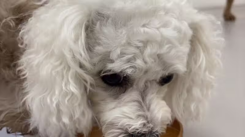 The Dognasium Doggy Daycare - Lexington, KY