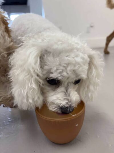 The Dognasium Doggy Daycare - Lexington, KY