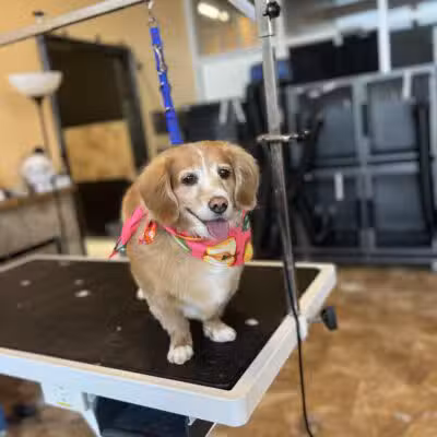 Uptown Hounds - Lexington, KY