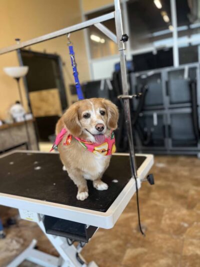 Uptown Hounds - Lexington, KY