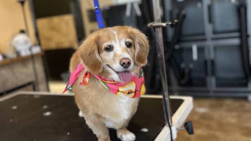 Uptown Hounds - Lexington, KY