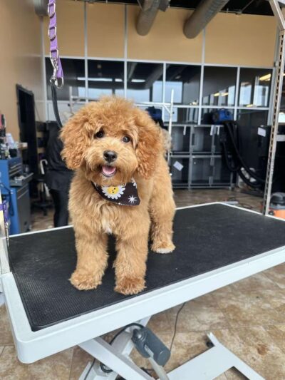 Uptown Hounds - Lexington, KY