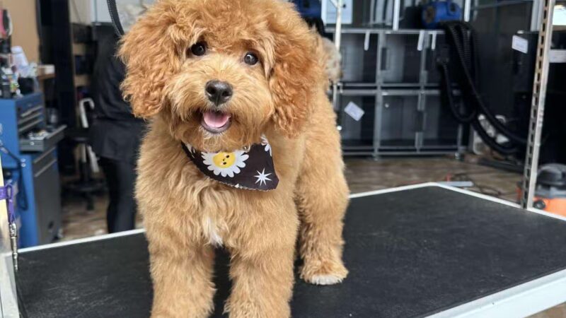 Uptown Hounds - Lexington, KY