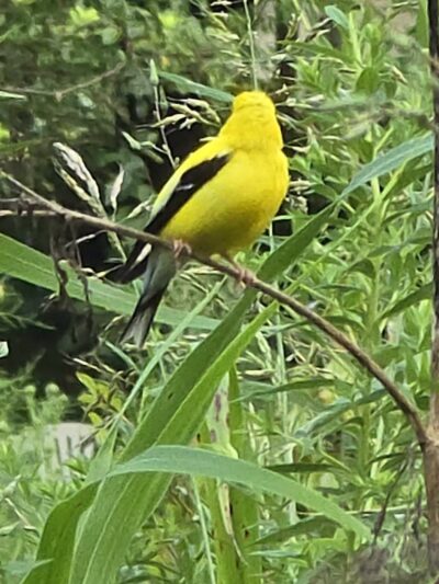 Veterans Park - Lexington, KY