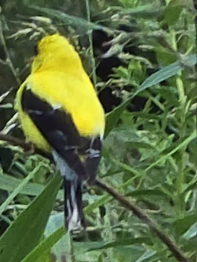 Veterans Park - Lexington, KY