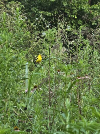 Veterans Park - Lexington, KY