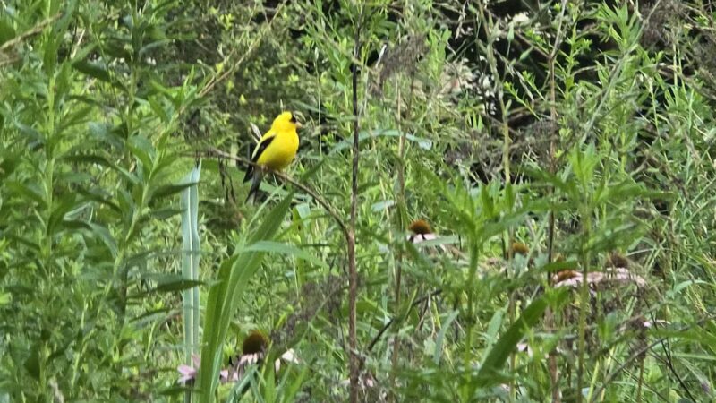 Veterans Park - Lexington, KY