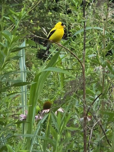 Veterans Park - Lexington, KY