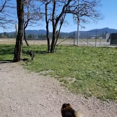 Scraps Dog Park - Liberty Lake, WA