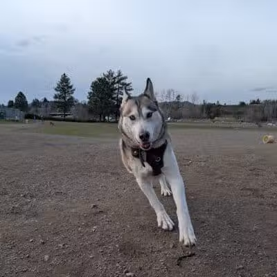 Scraps Dog Park - Liberty Lake, WA