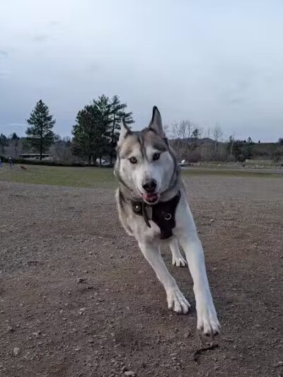 Scraps Dog Park - Liberty Lake, WA