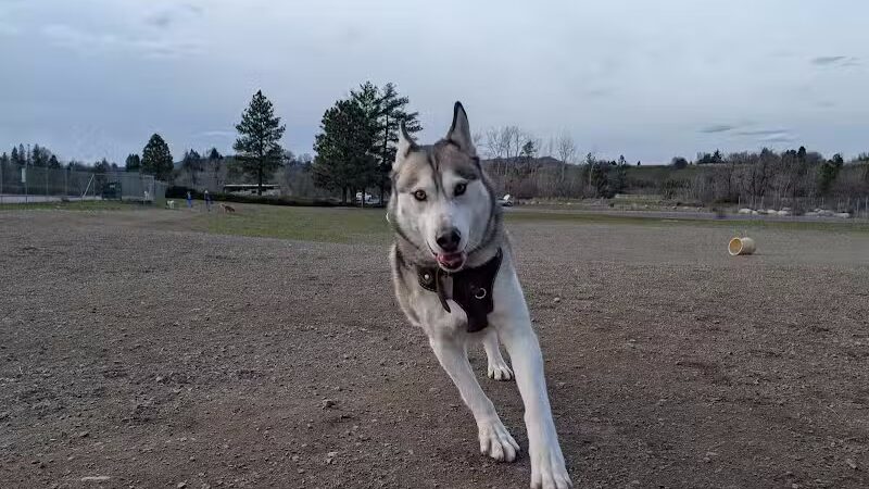 Scraps Dog Park - Liberty Lake, WA