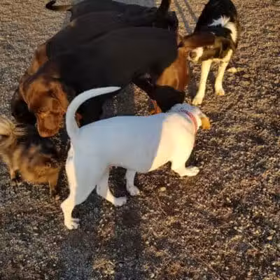 Scraps Dog Park - Liberty Lake, WA