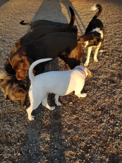 Scraps Dog Park - Liberty Lake, WA