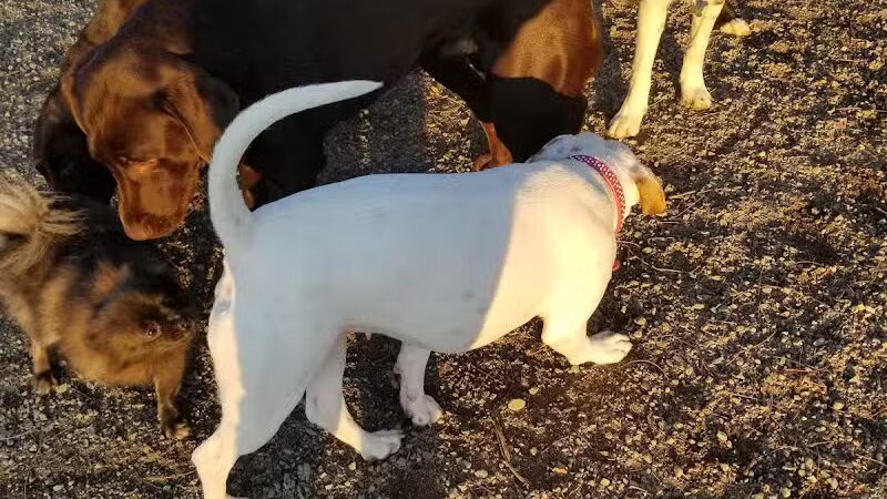 Scraps Dog Park - Liberty Lake, WA