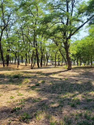 Scraps Dog Park - Liberty Lake, WA