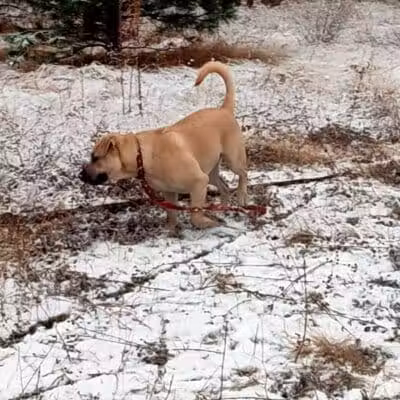 Scraps Dog Park - Liberty Lake, WA