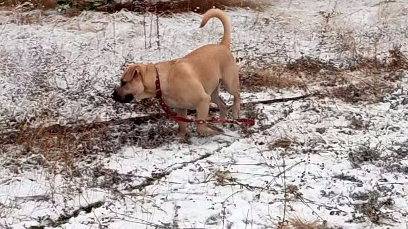 Scraps Dog Park - Liberty Lake, WA