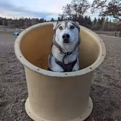 Scraps Dog Park - Liberty Lake, WA