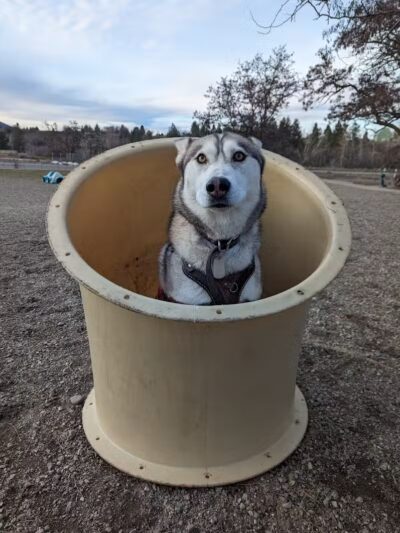 Scraps Dog Park - Liberty Lake, WA