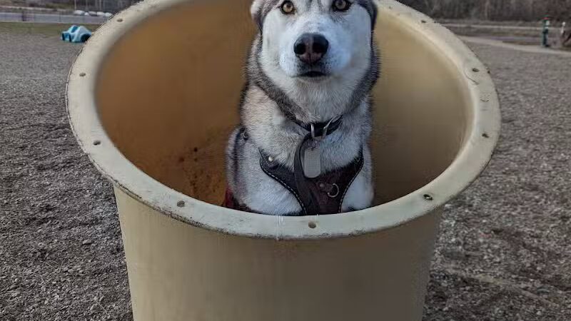 Scraps Dog Park - Liberty Lake, WA