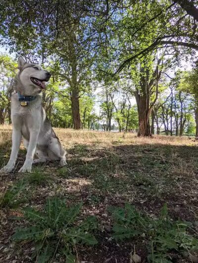 Scraps Dog Park - Liberty Lake, WA