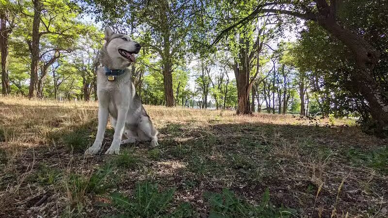 Scraps Dog Park - Liberty Lake, WA