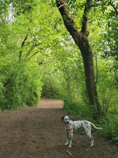 Independence Grove Off-Leash Dog Area - Libertyville, IL