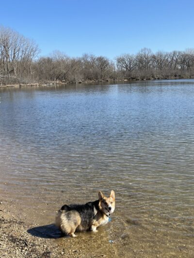 Independence Grove Off-Leash Dog Area - Libertyville, IL