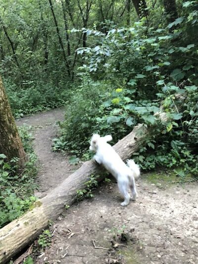 Independence Grove Off-Leash Dog Area - Libertyville, IL