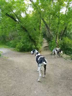 Independence Grove Off-Leash Dog Area - Libertyville, IL