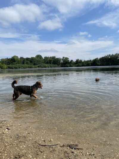 Independence Grove Off-Leash Dog Area - Libertyville, IL