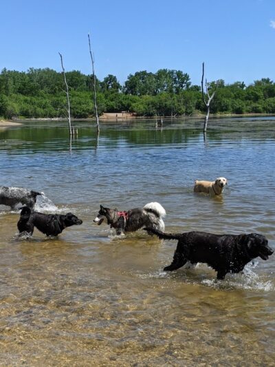 Independence Grove Off-Leash Dog Area - Libertyville, IL