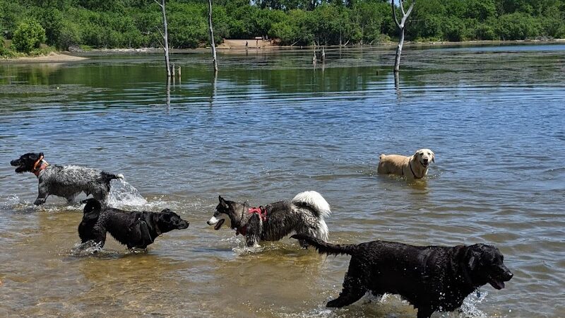 Independence Grove Off-Leash Dog Area - Libertyville, IL