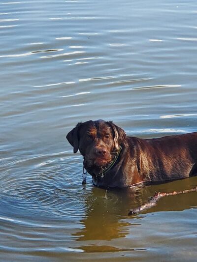 Independence Grove Off-Leash Dog Area - Libertyville, IL