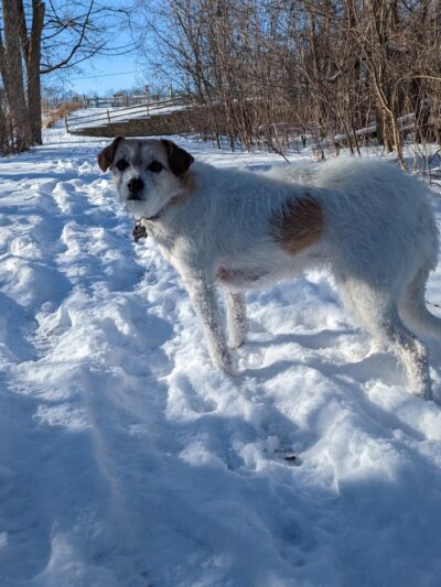 Independence Grove Off-Leash Dog Area - Libertyville, IL