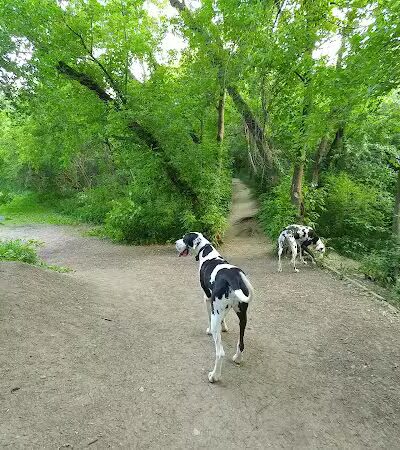 Independence Grove Off-Leash Dog Area - Libertyville, IL