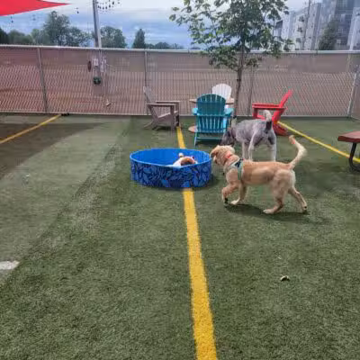 Off Leash Dog Bar - Lincoln, NE