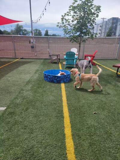 Off Leash Dog Bar - Lincoln, NE