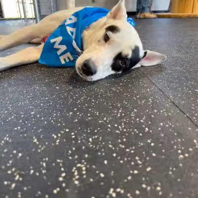 Off Leash Dog Bar - Lincoln, NE