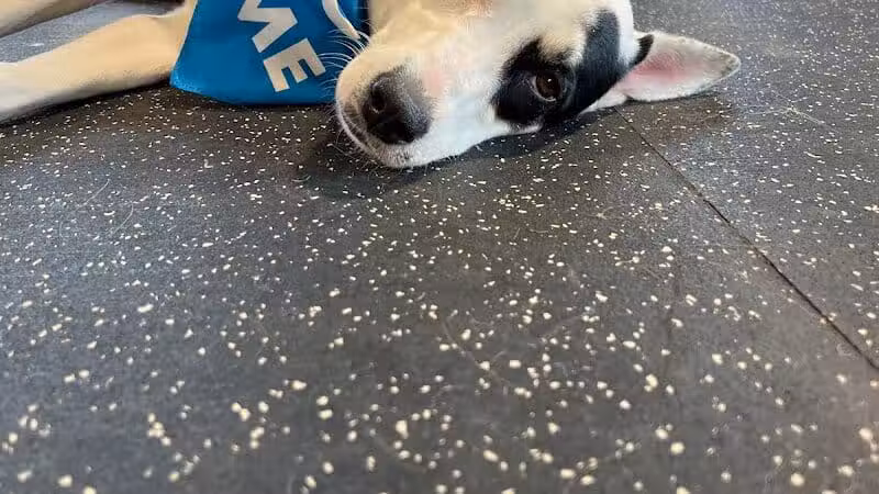Off Leash Dog Bar - Lincoln, NE