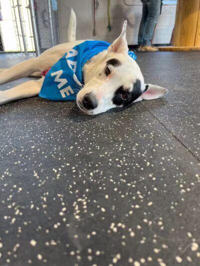 Off Leash Dog Bar - Lincoln, NE