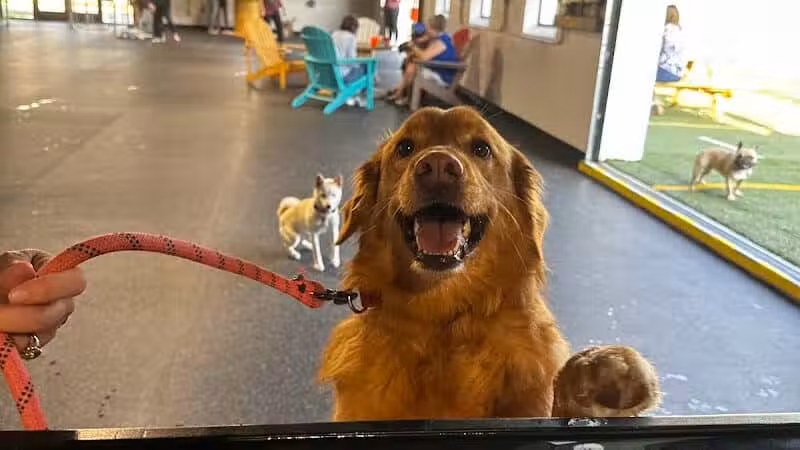 Off Leash Dog Bar - Lincoln, NE