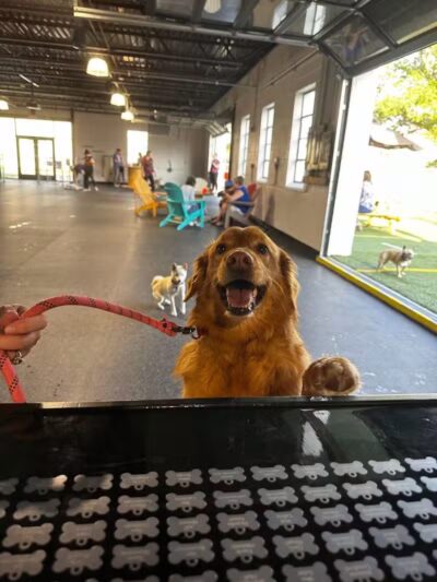 Off Leash Dog Bar - Lincoln, NE